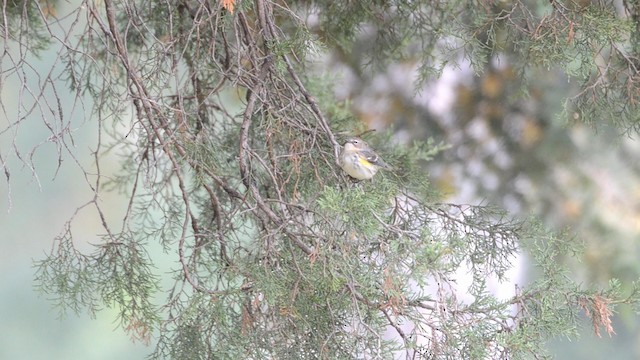 Yellow-rumped Warbler - ML192805141