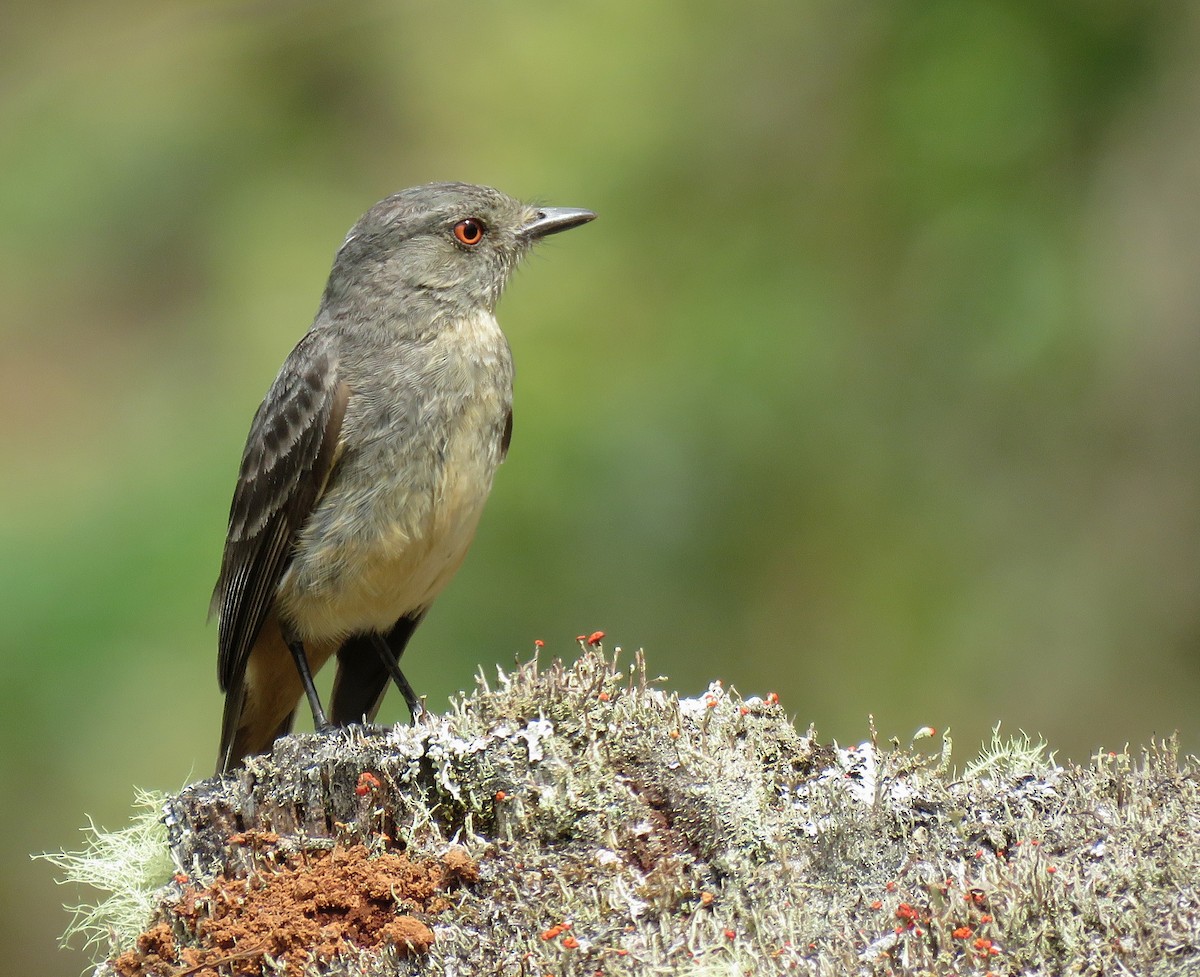 Rufous-tailed Tyrant - ML192805631