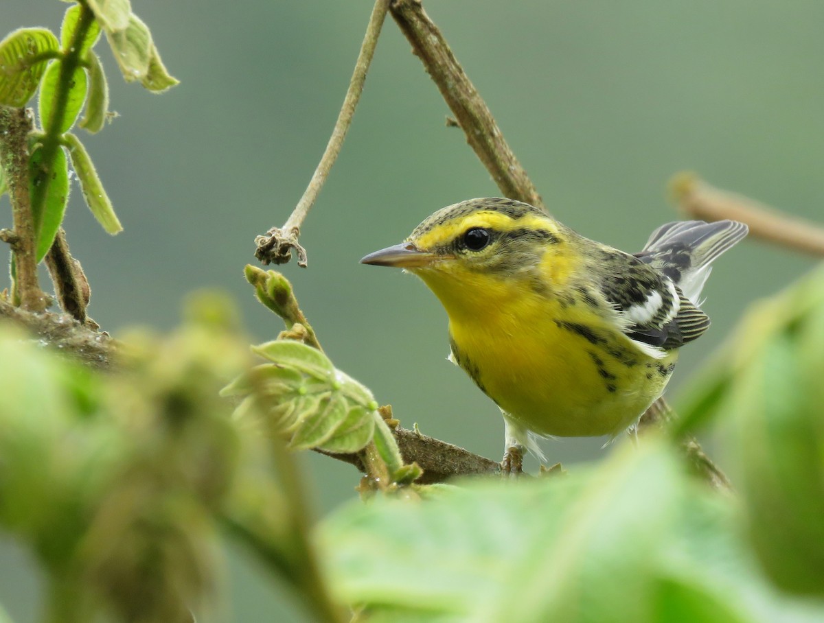 Blackburnian Warbler - ML192805701