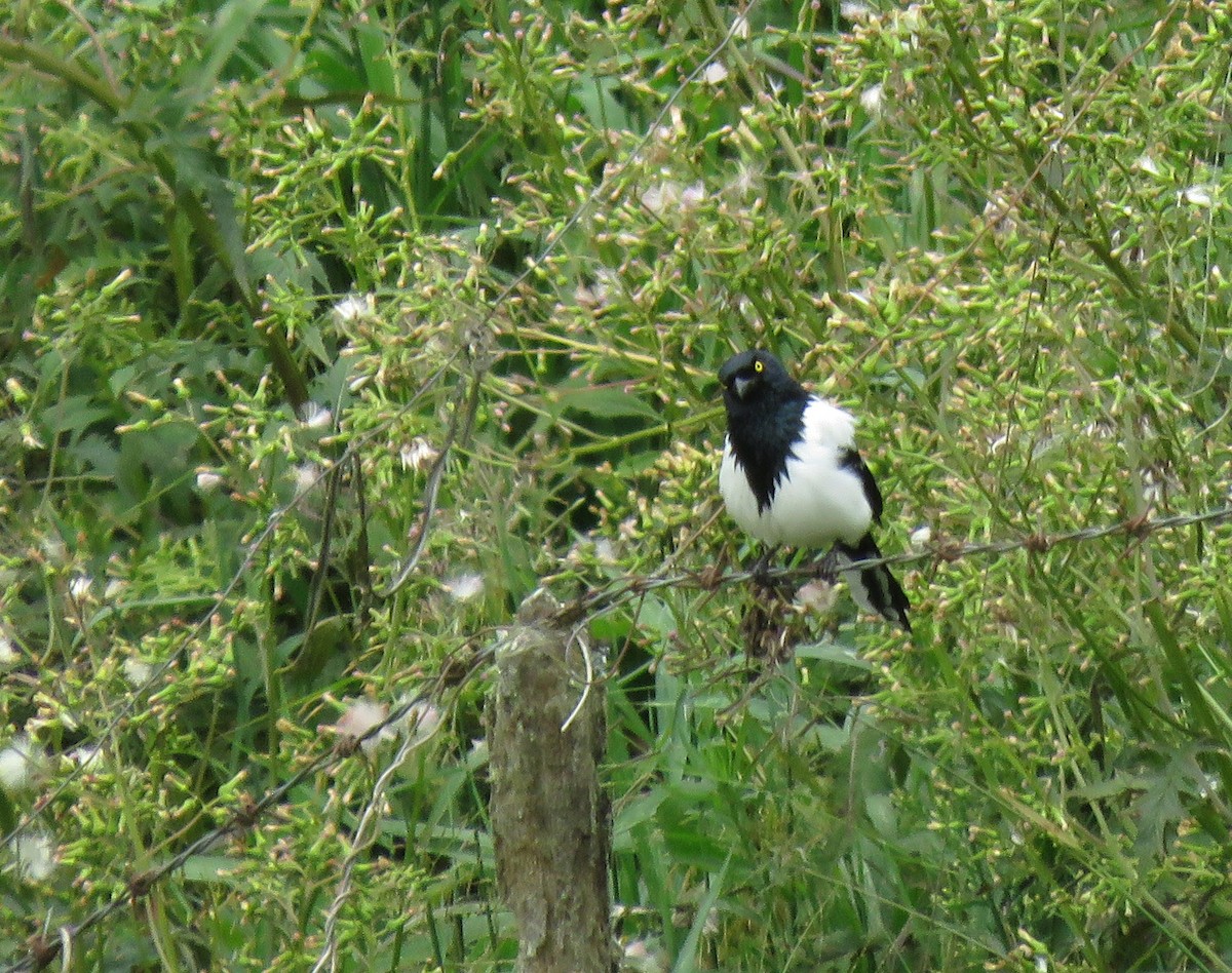 Magpie Tanager - ML192805731