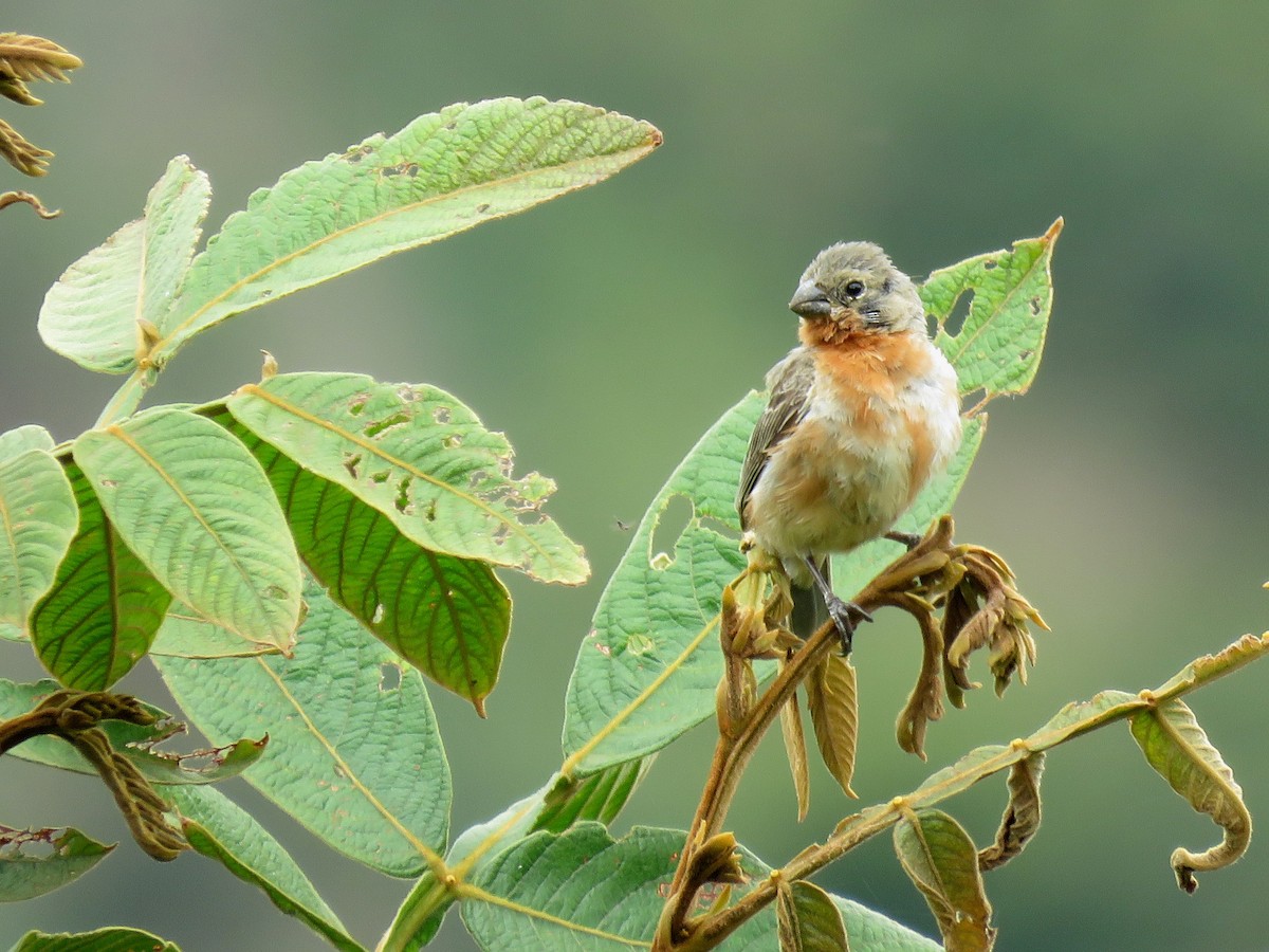 Ruddy-breasted Seedeater - ML192805791