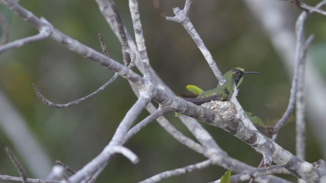 Green-breasted Mango - ML192805851