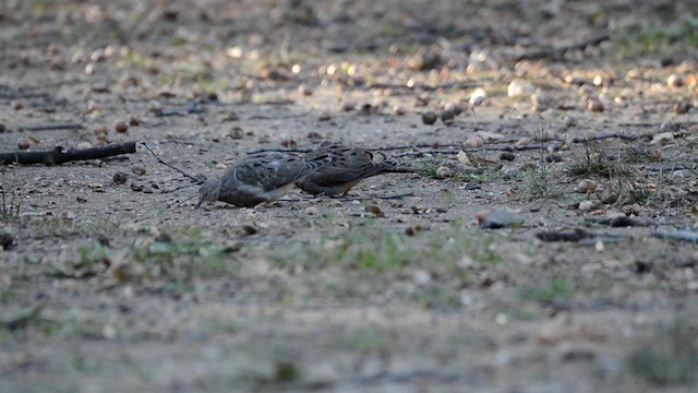 Mourning Dove - ML192805901