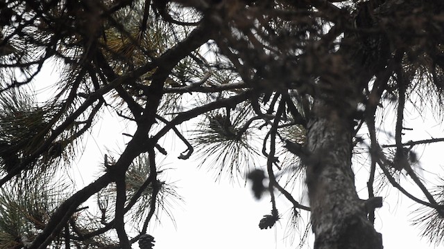 Downy Woodpecker - ML192805961