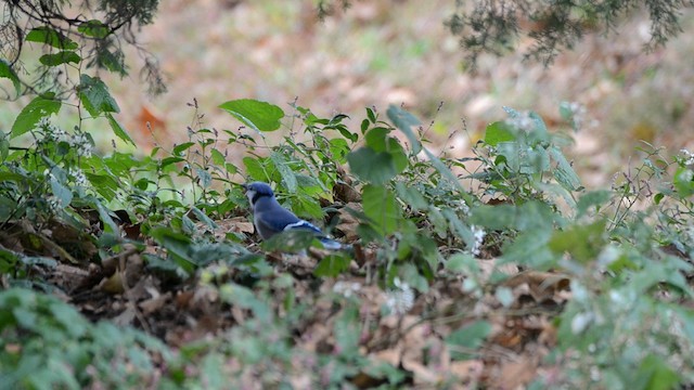 Blue Jay - ML192806301