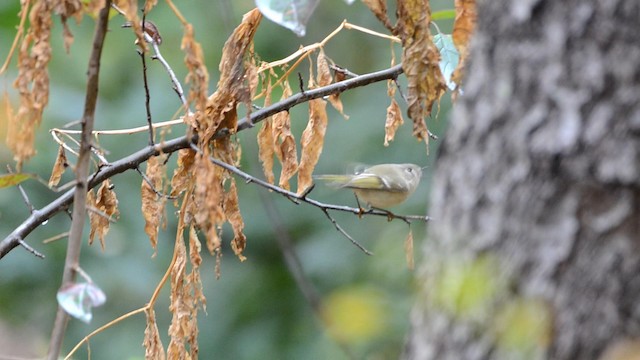 Ruby-crowned Kinglet - ML192806331