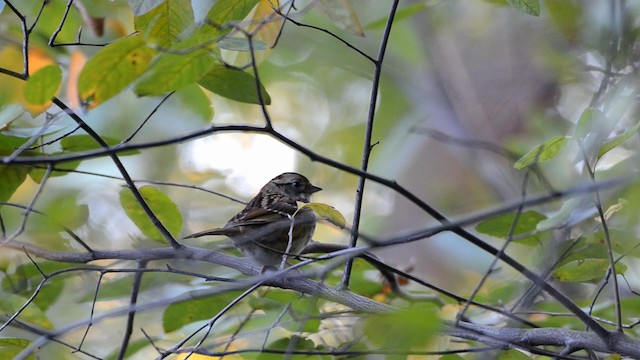 White-throated Sparrow - ML192807131