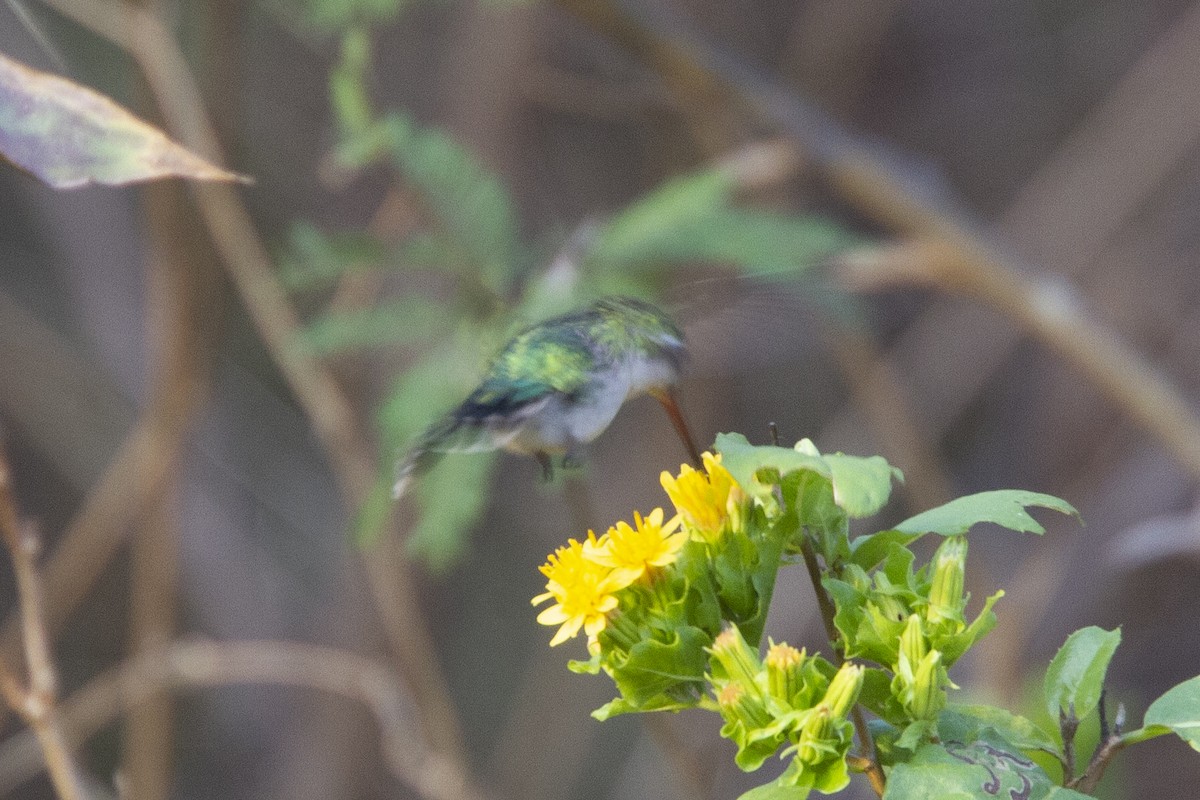 Canivet's Emerald - ML192807821