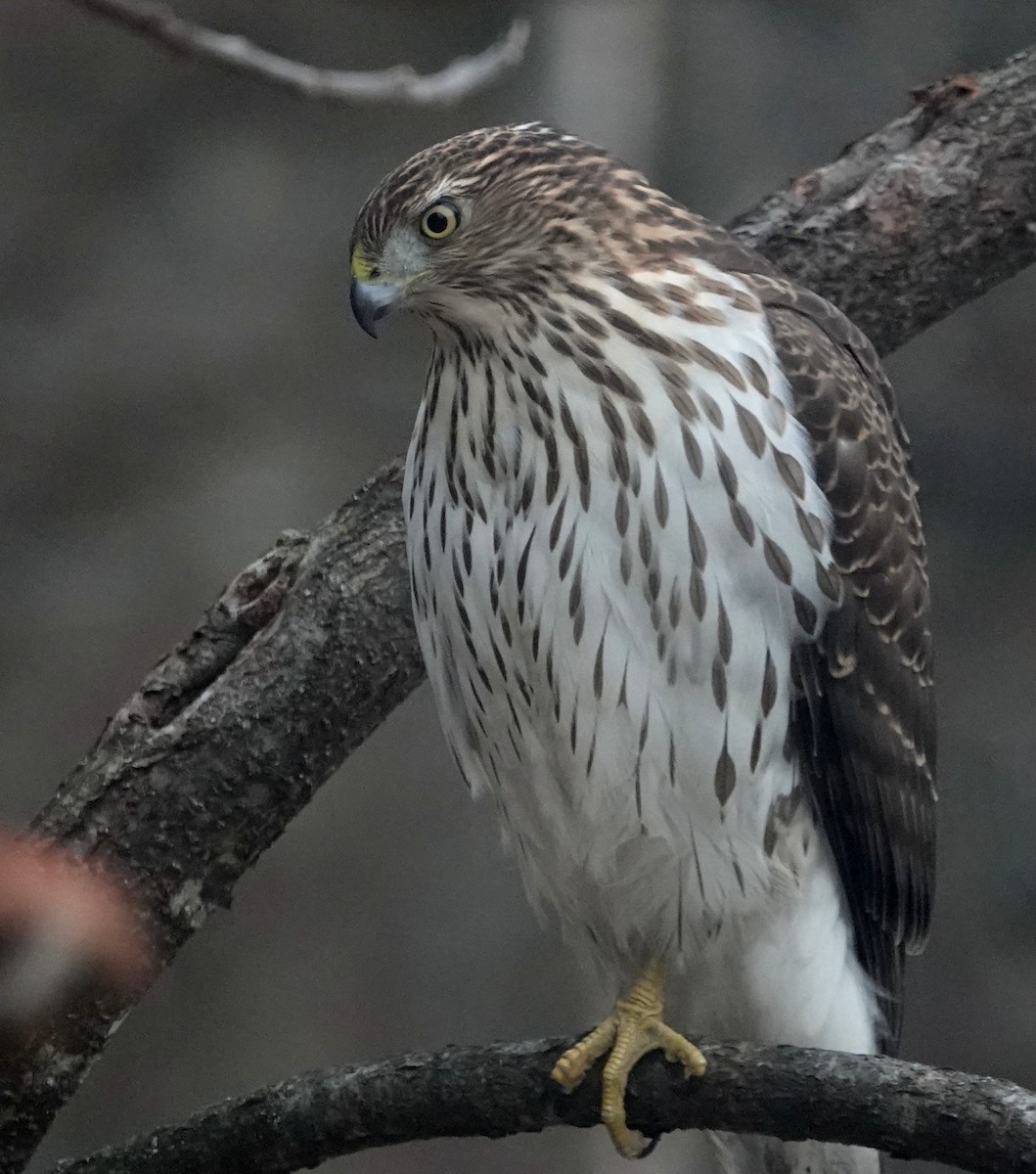 Cooper's Hawk - Peter Blancher