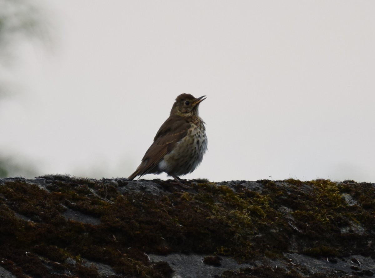 Song Thrush - ML192808671