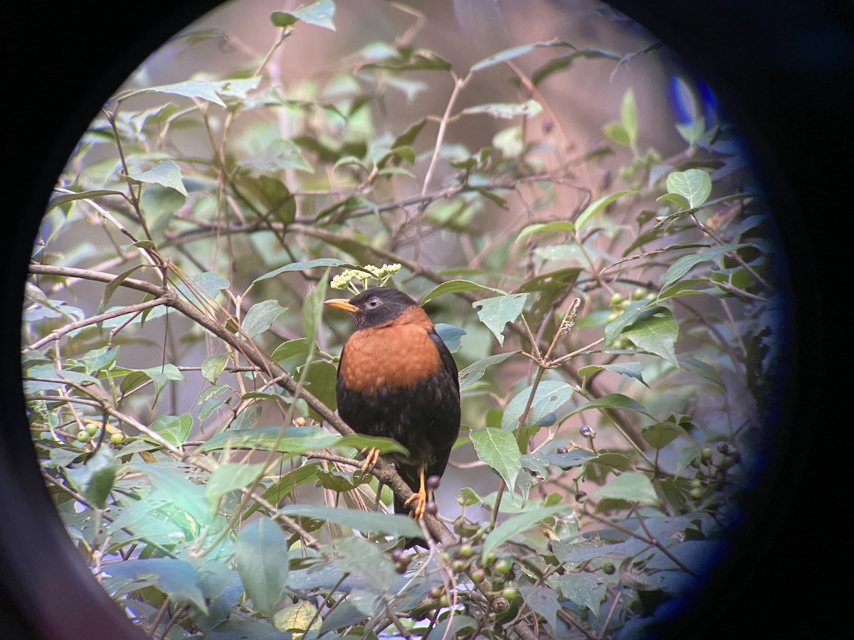 Rufous-collared Robin - ML192809111