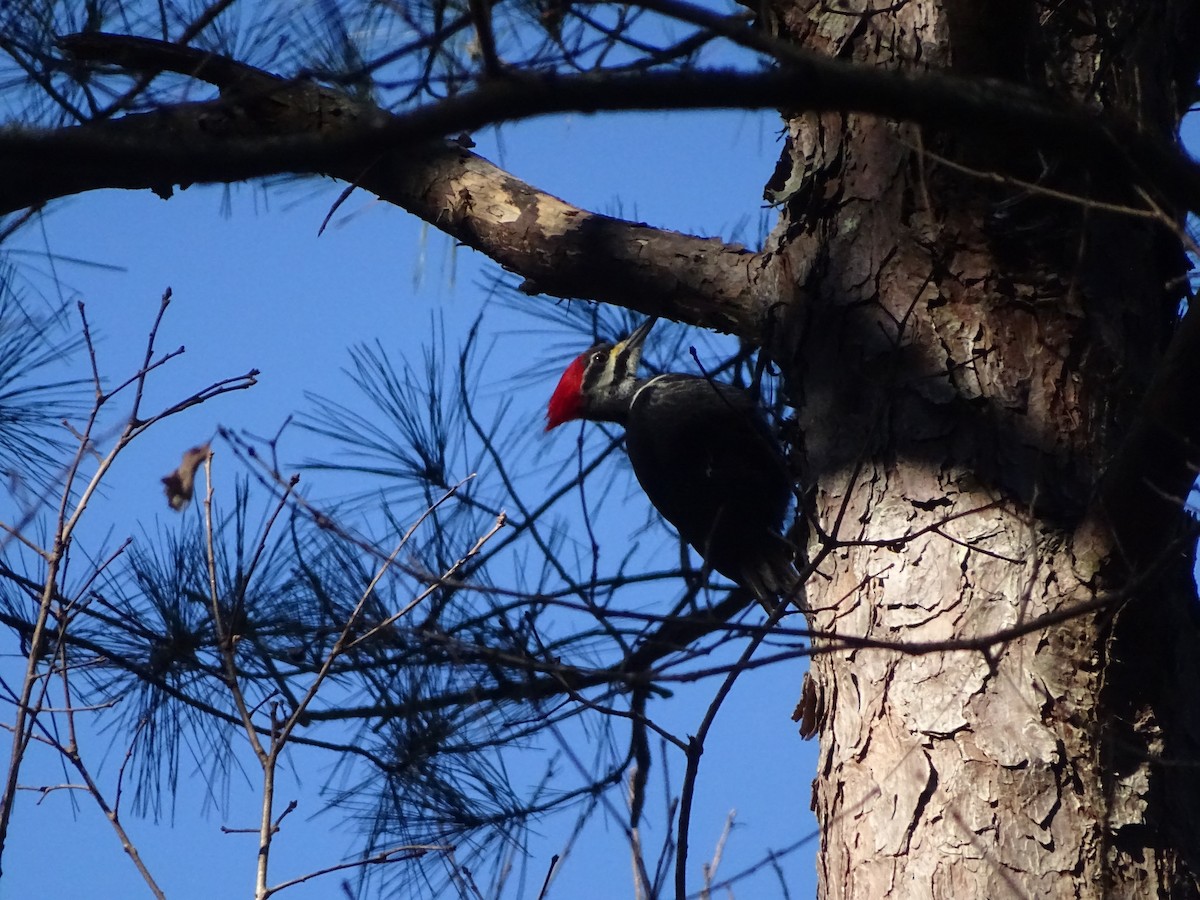 Pileated Woodpecker - ML192810611