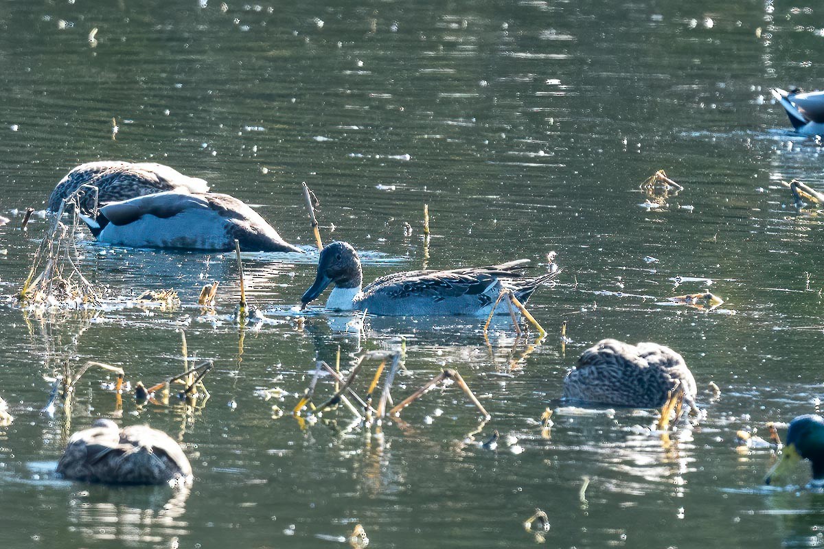 Northern Pintail - ML192811081