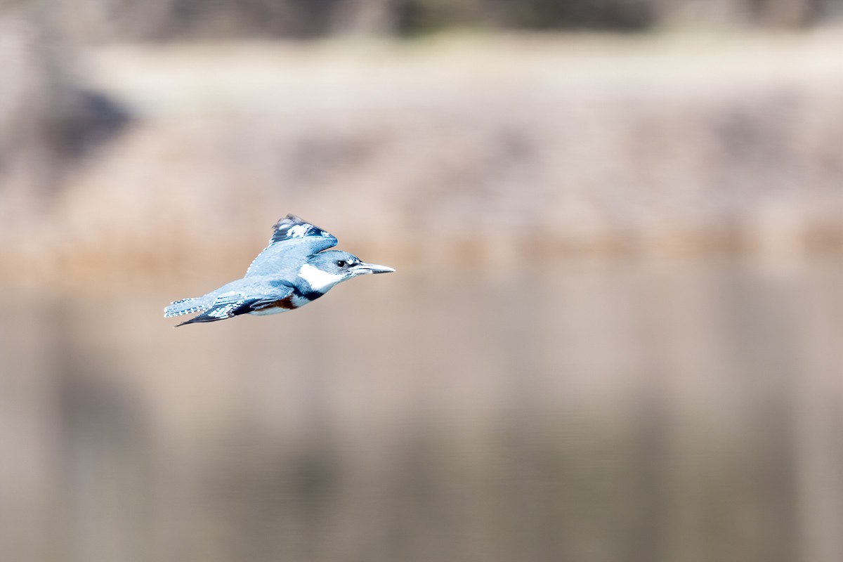 Belted Kingfisher - Paul Beerman