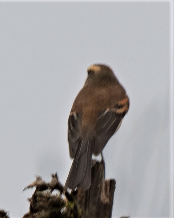 Brown-backed Chat-Tyrant - ML192811721