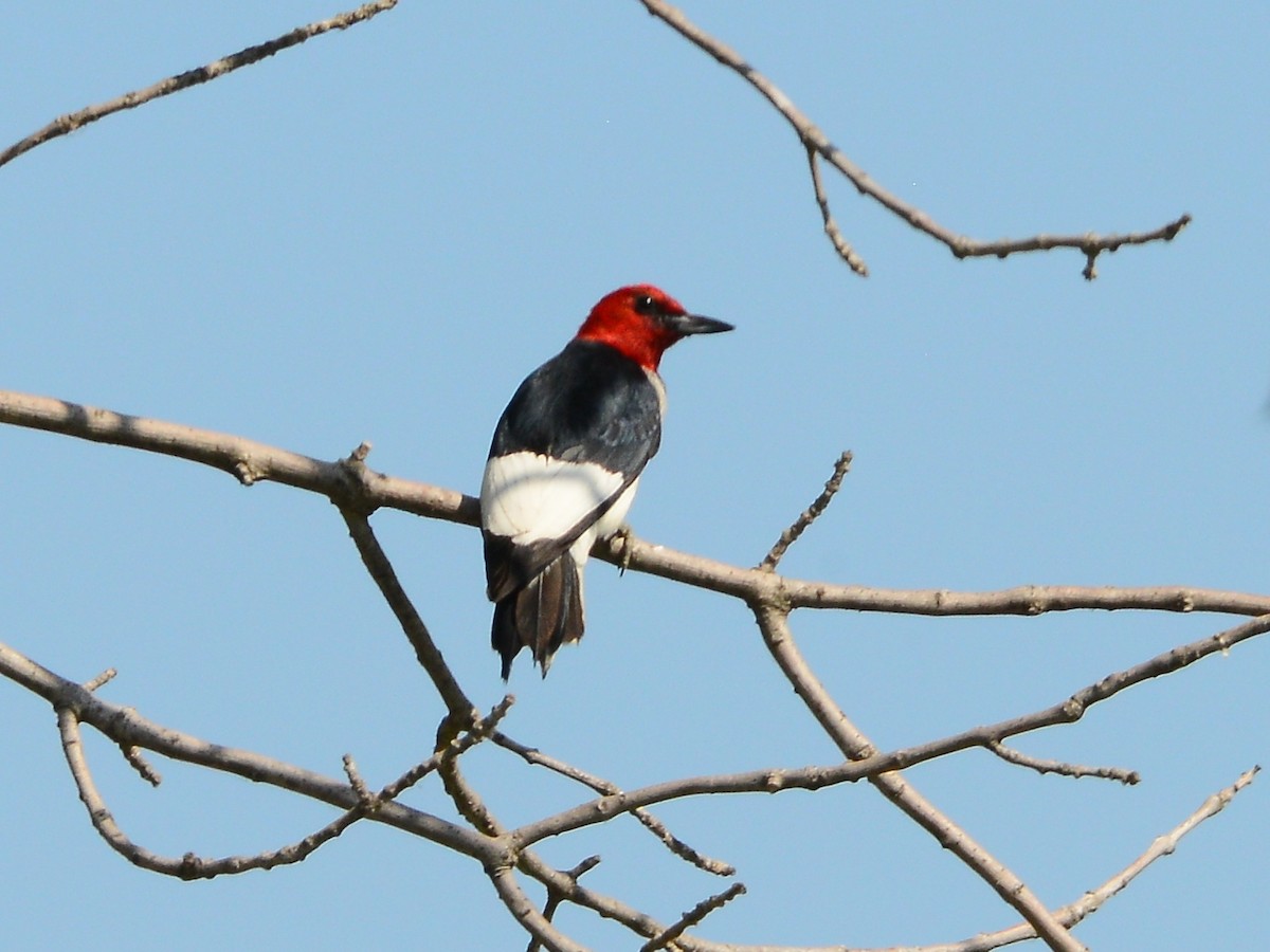 Red-headed Woodpecker - ML192811841