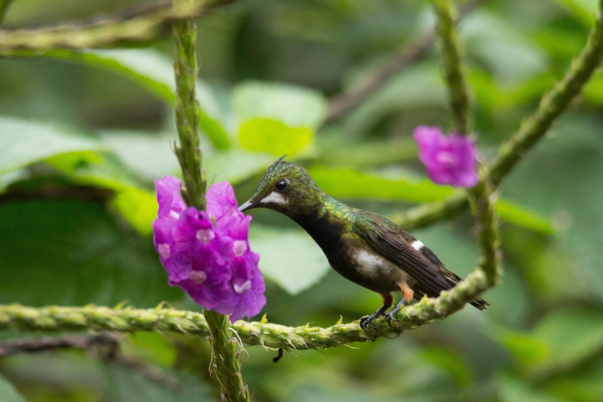 Wire-crested Thorntail - kenneth reyes