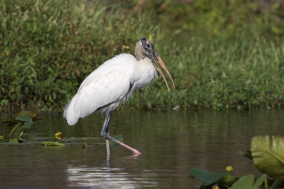 Wood Stork - ML192813111
