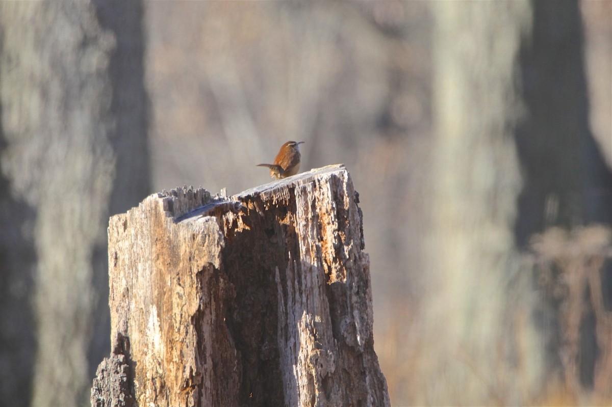 Carolina Wren - Vickie Baily