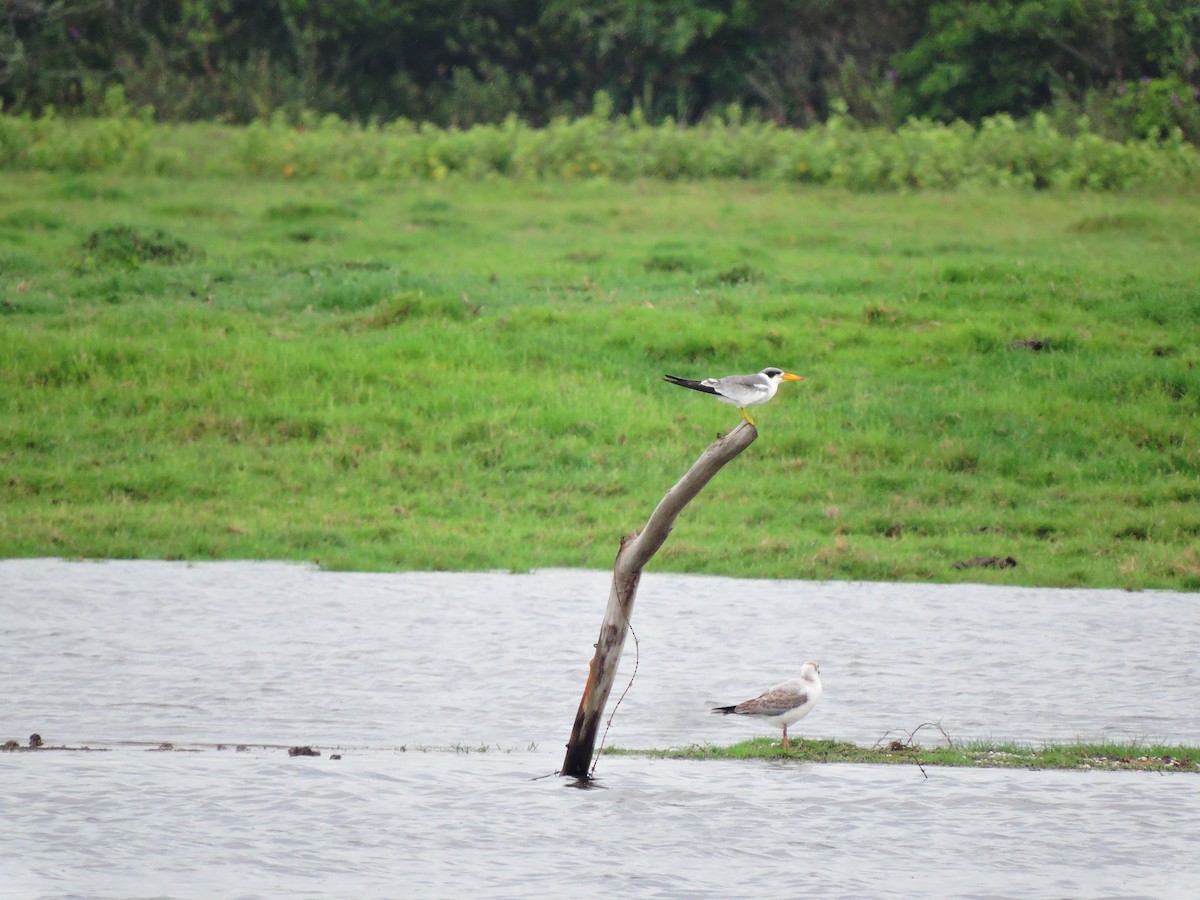 Large-billed Tern - ML192813861