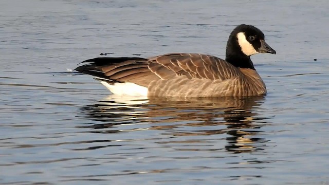 Cackling Goose - ML192815041