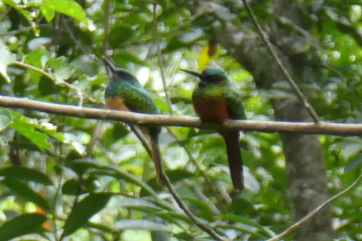 Jacamar à couronne bleue - ML192815551