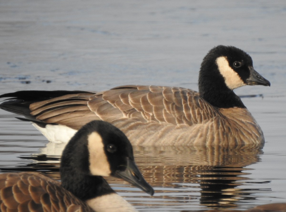 Cackling Goose - Kent Miller