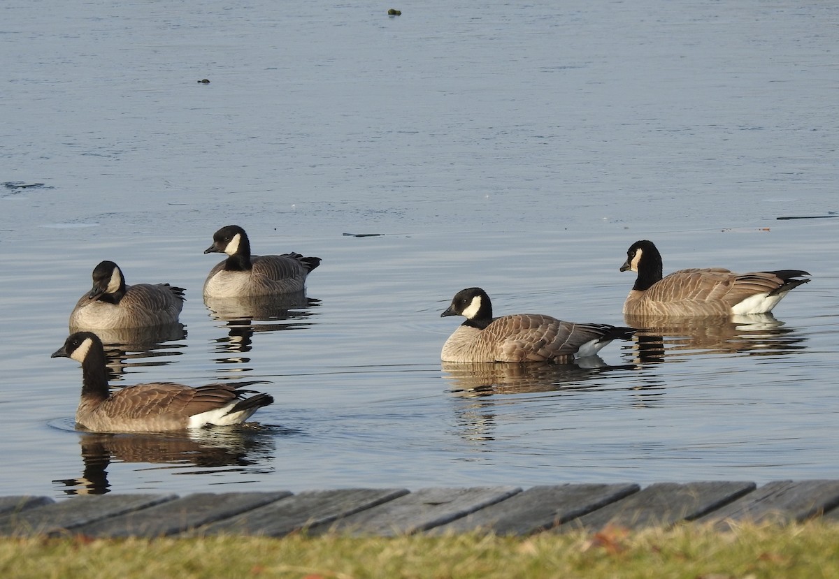 Cackling Goose - Kent Miller