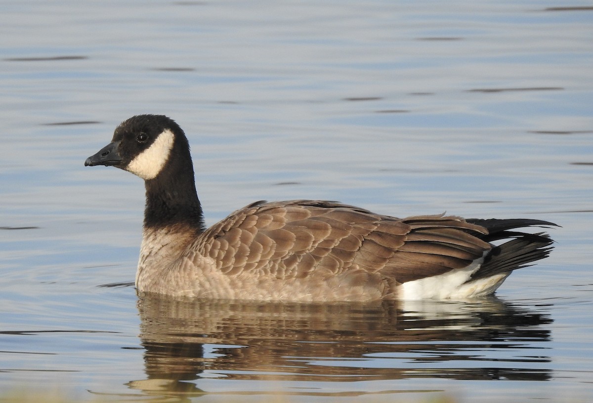 Cackling Goose - Kent Miller