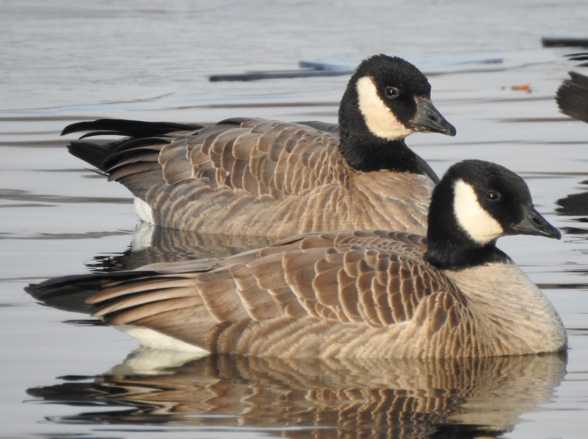 Cackling Goose - ML192815751