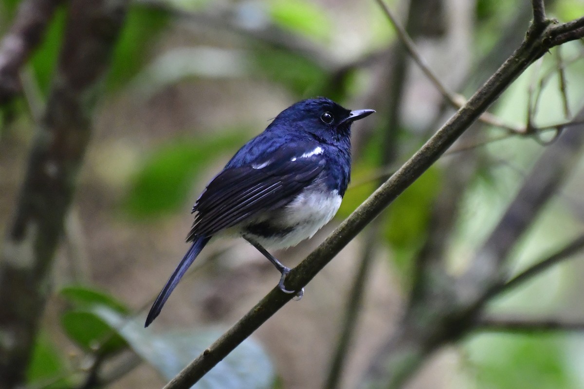 Madagascar Magpie-Robin - ML192816101