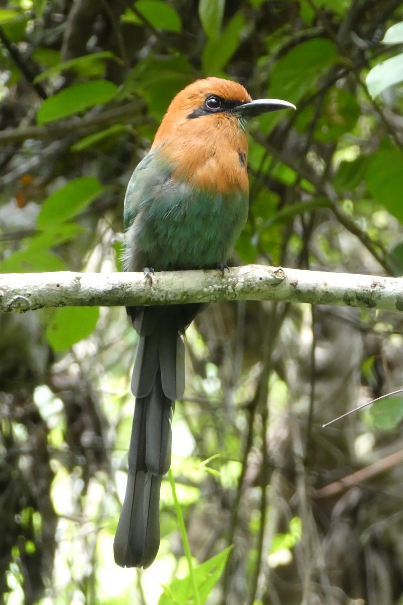 Broad-billed Motmot - ML192816311