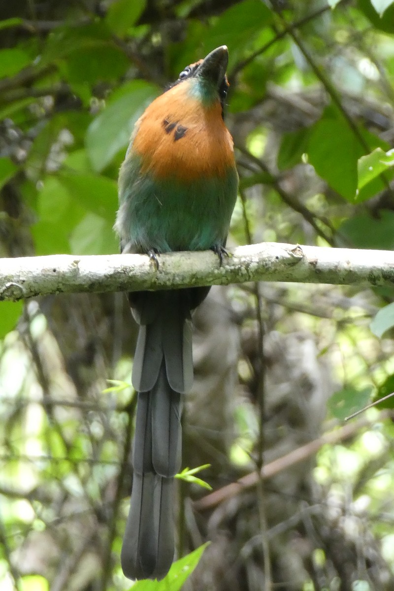 Broad-billed Motmot - ML192816481