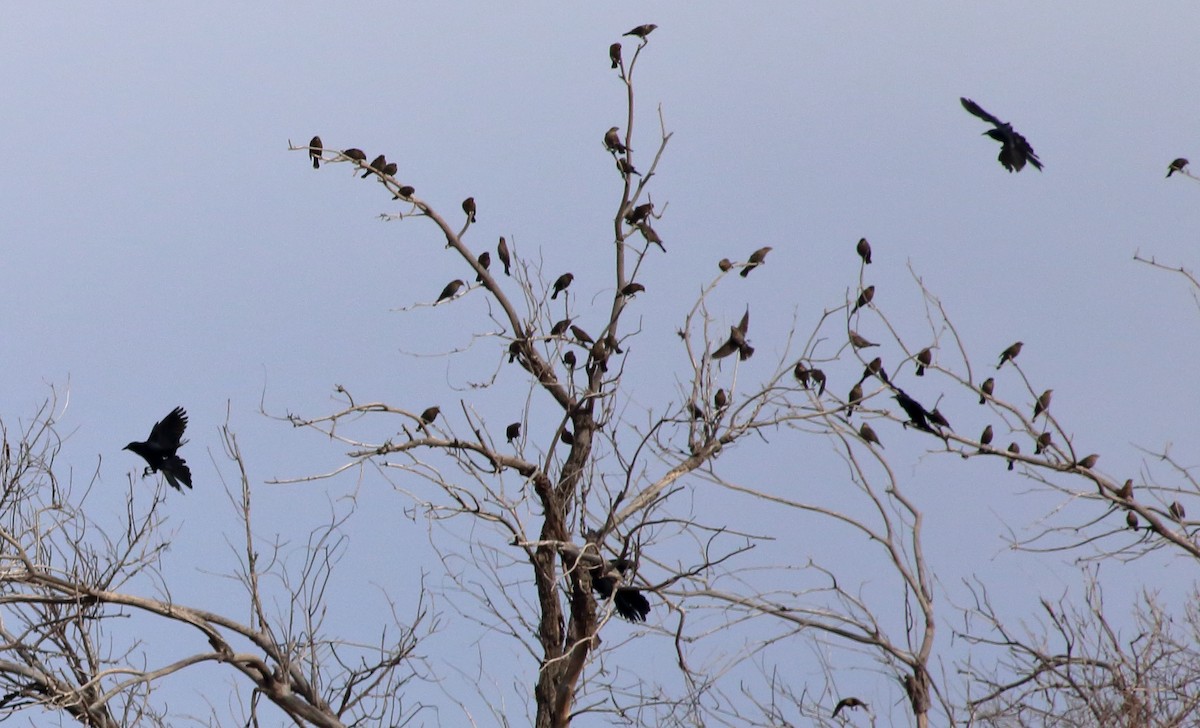 Red-winged Blackbird - Susan Hunter