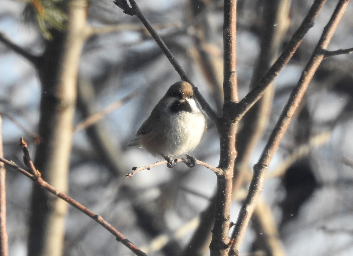 Mésange à tête brune - ML192817111