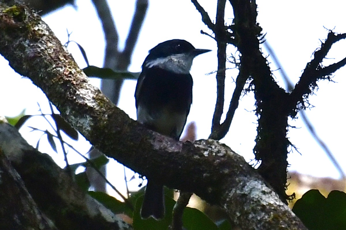 Ward's Flycatcher - ML192817221