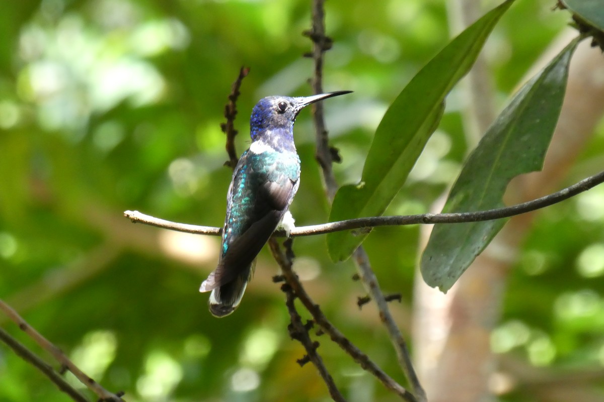 kolibřík bělokrký - ML192817261