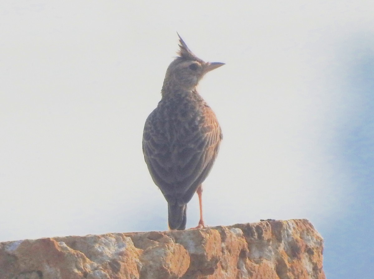 Malabar Lark - ML192818731