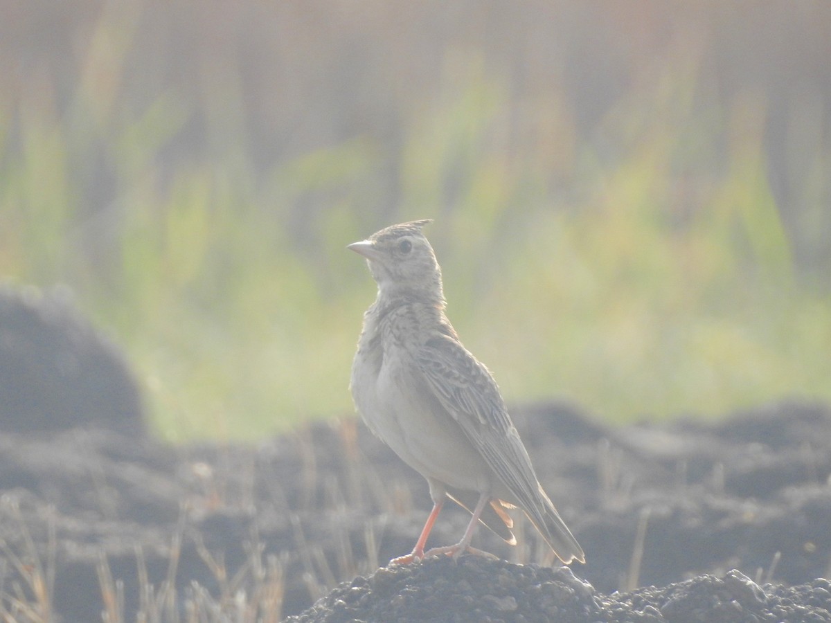 Malabar Lark - ML192818761