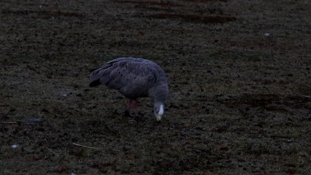 Cape Barren Goose - ML192818891