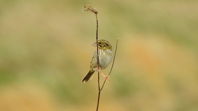 Henslow's Sparrow - ML192819061