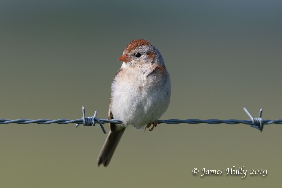 Field Sparrow - Jim Hully