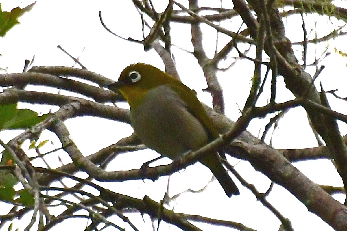 Madagaskarbrillenvogel - ML192819461