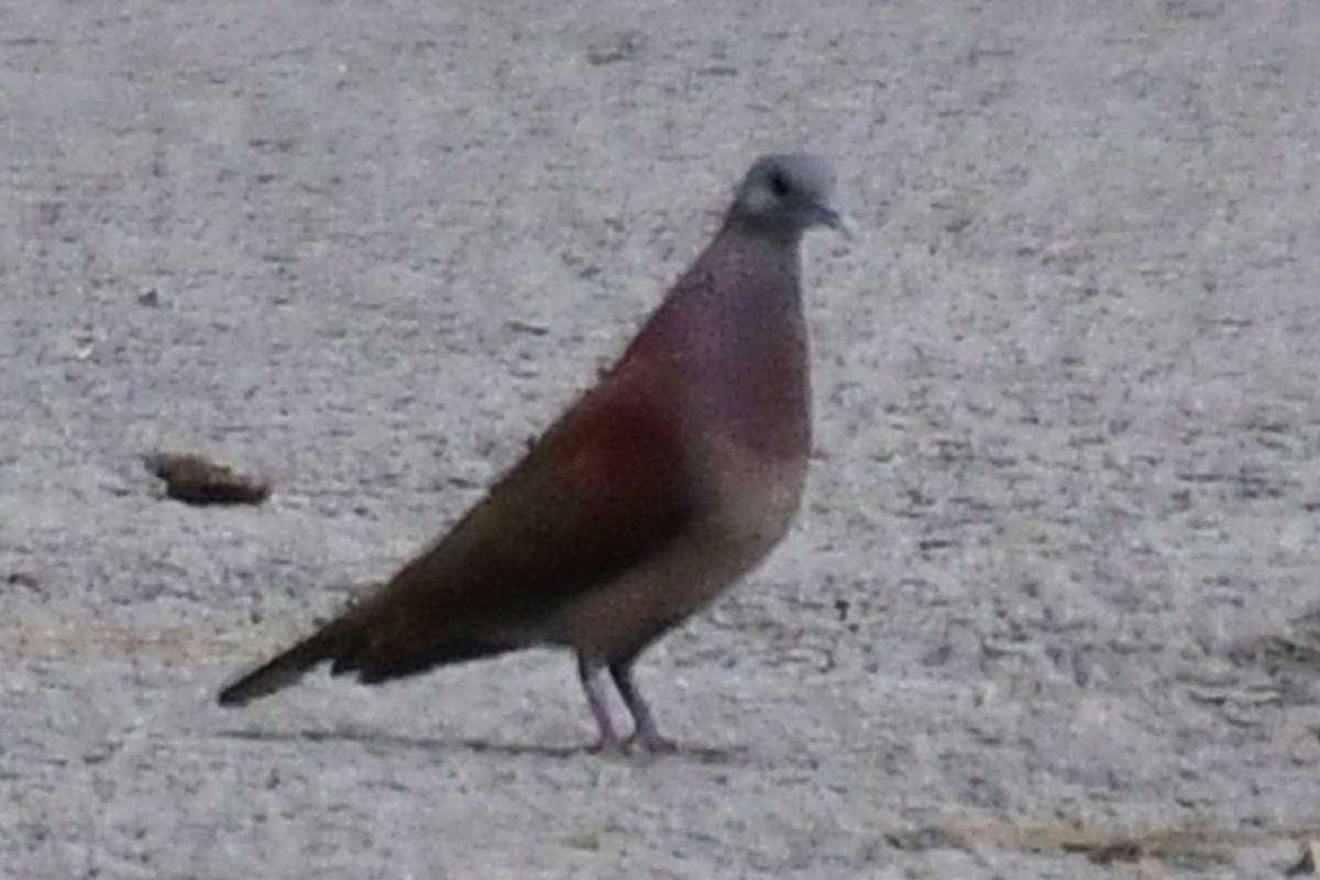 Pigeon de Madagascar - ML192819521