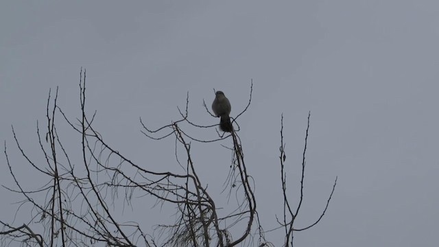 Northern Shrike - ML192820831