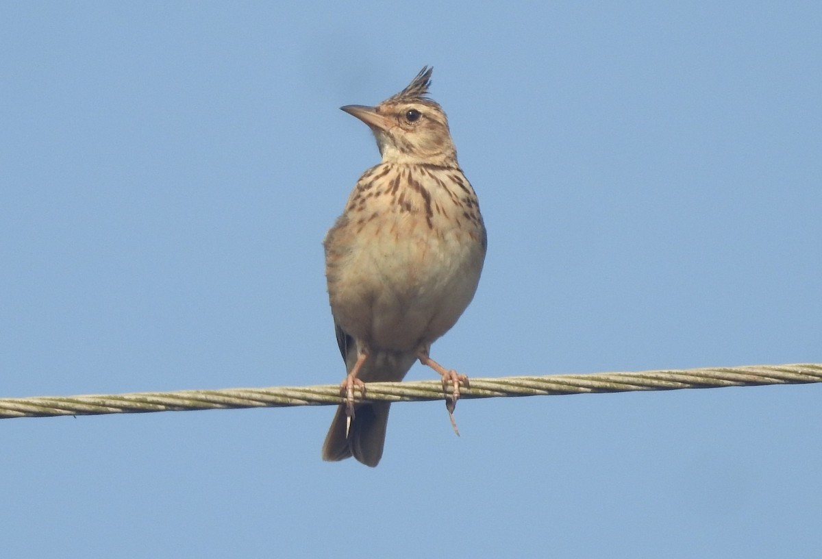 Malabar Lark - ML192820931