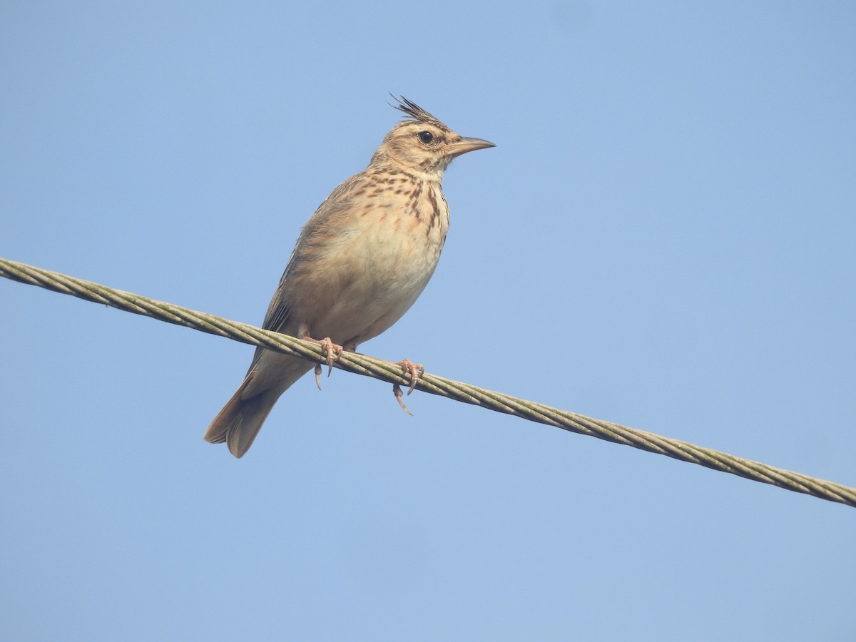 Malabar Lark - Manoj Karingamadathil