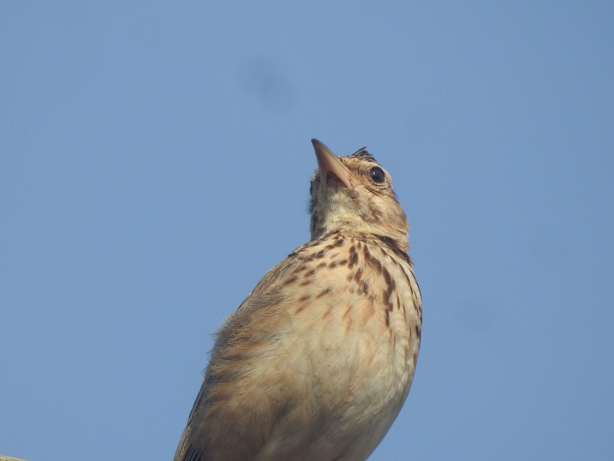 Malabar Lark - ML192821031