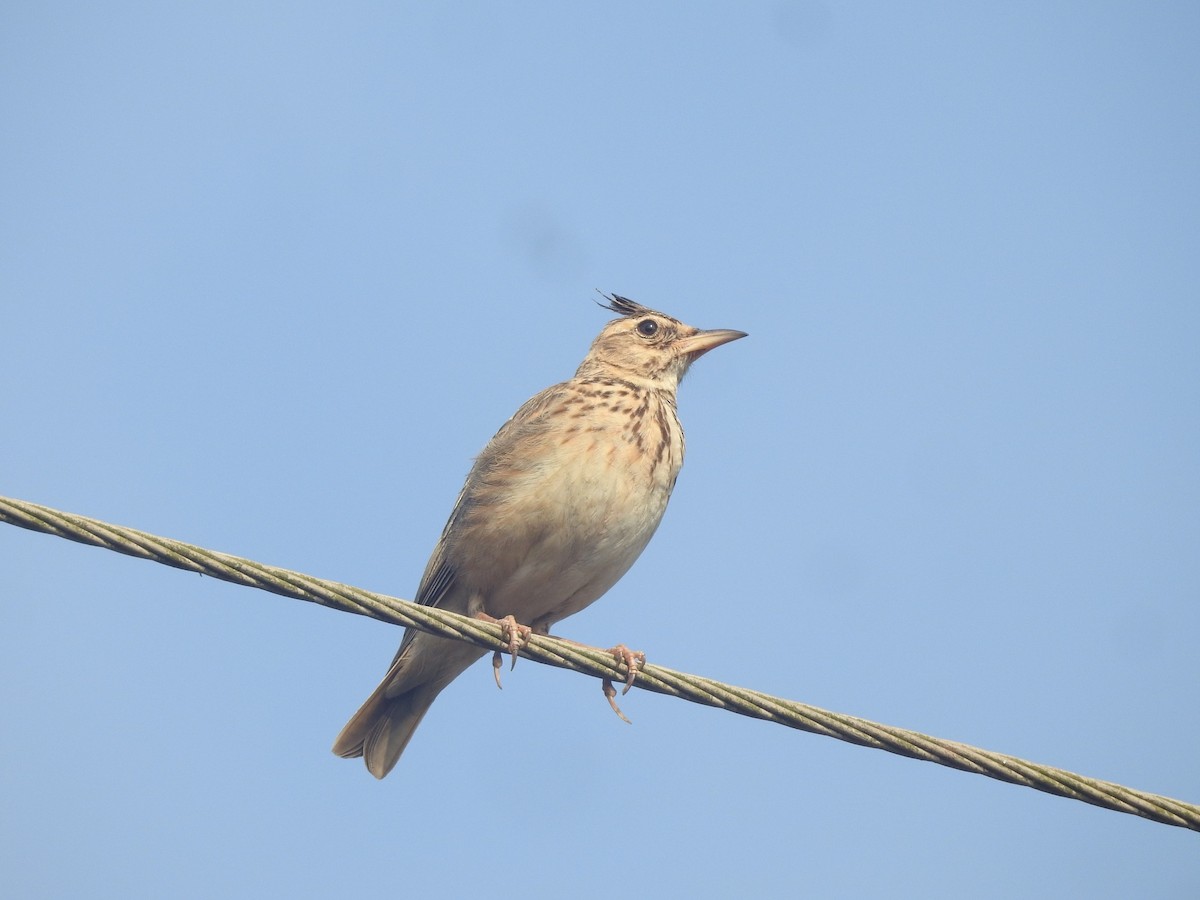 Malabar Lark - ML192821041