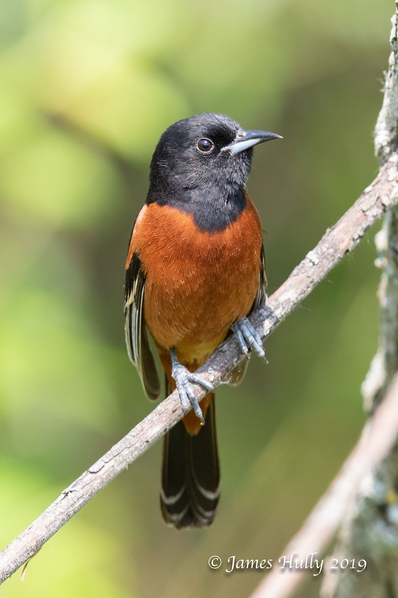 Orchard Oriole - ML192821511